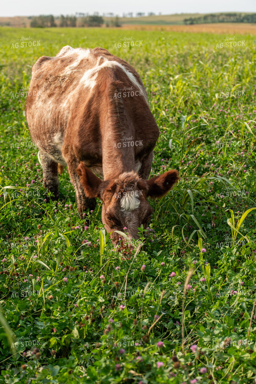 Cattle Grazing 76594