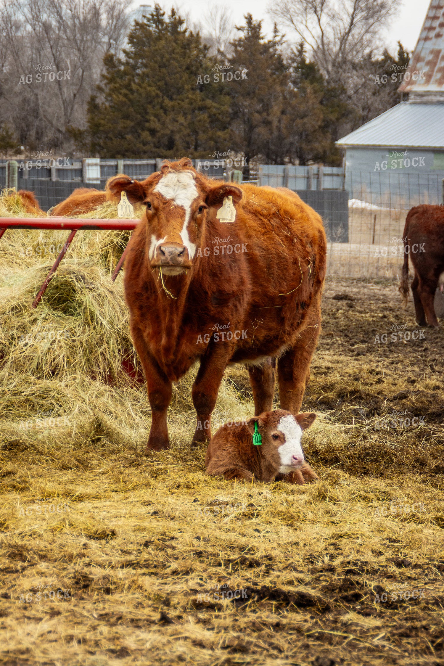 Cow Calf Pair 155118