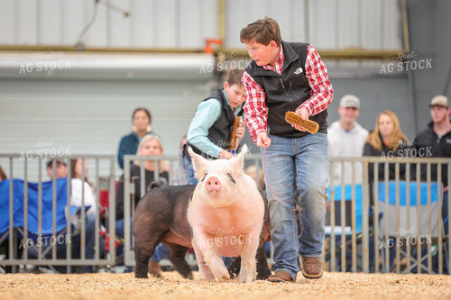 Showing Pigs 52316