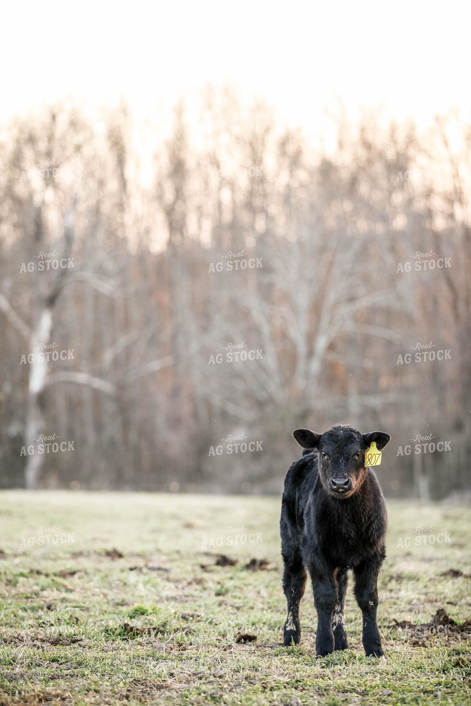 Angus Calf 230005