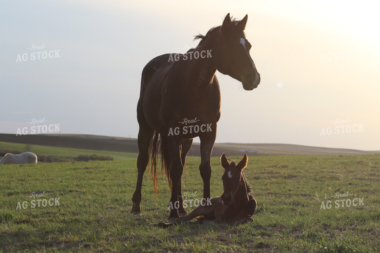 Horse and Foal 183013