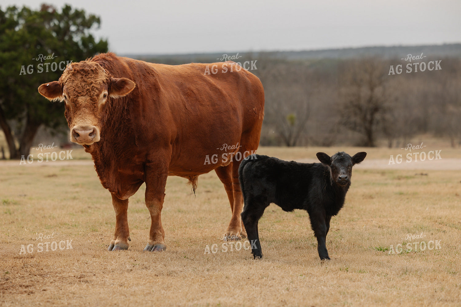 Bull and Calf on Pasture 205118