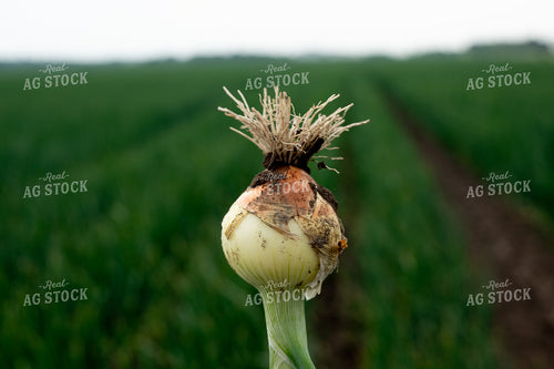 Onion in Field 185158