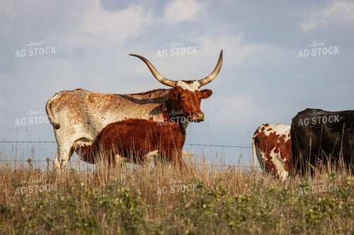 Longhorn Cattle 155055