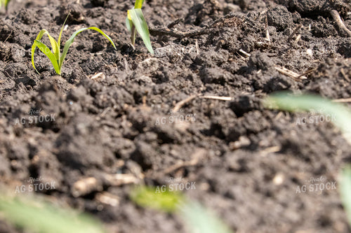 Soil 257016