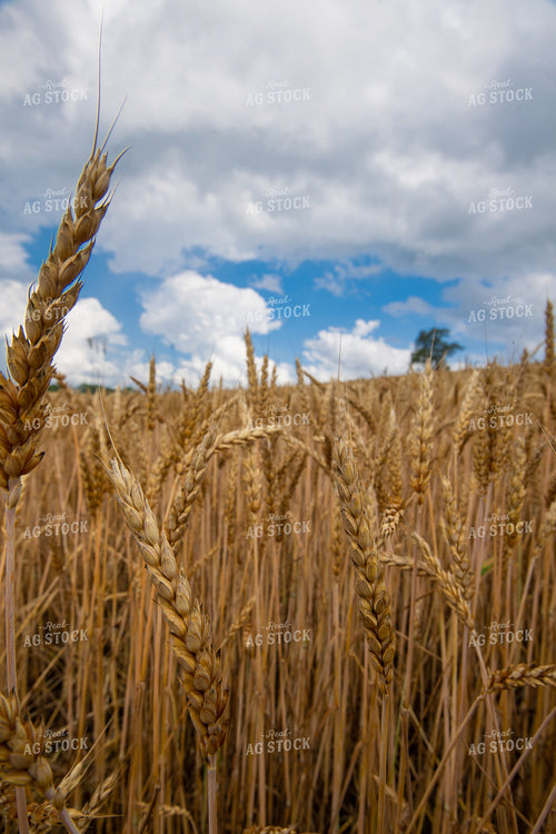 Wheat 168023