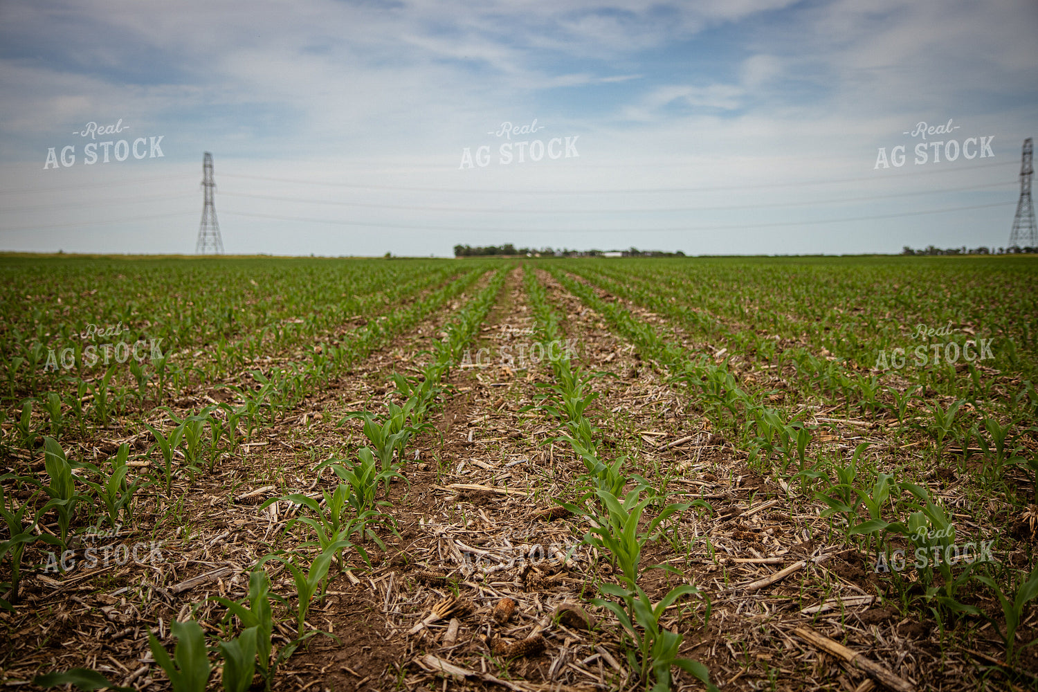 Early Corn Growth 67765
