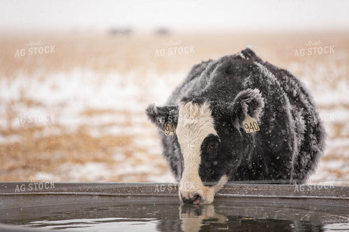 Black Baldy Drinking from Stock Tank 303011
