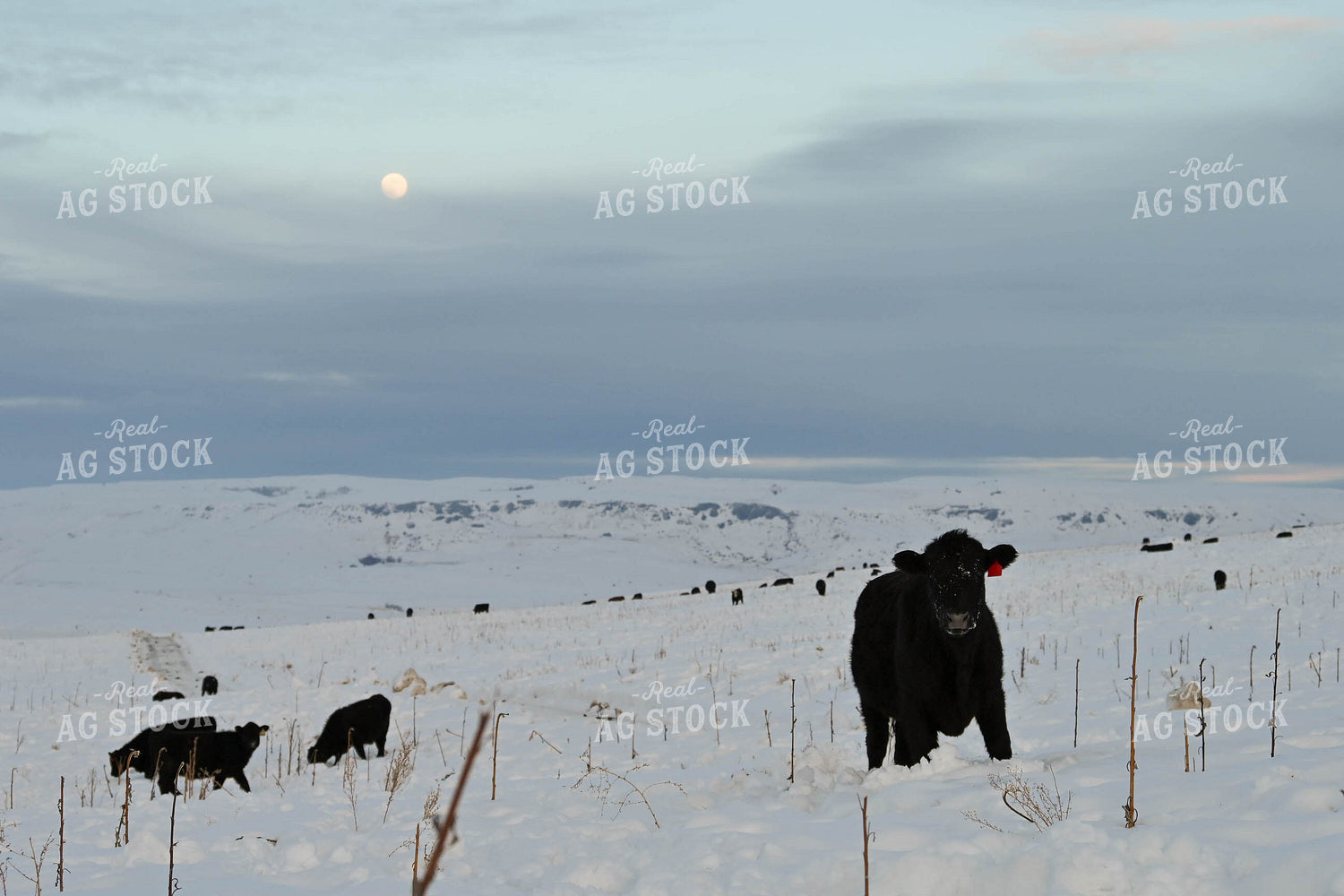Cattle on Pasture in Snow 253024