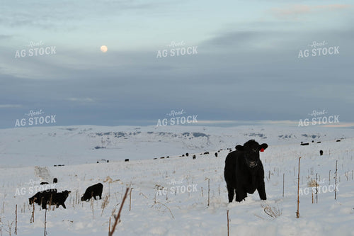 Cattle on Pasture in Snow 253024