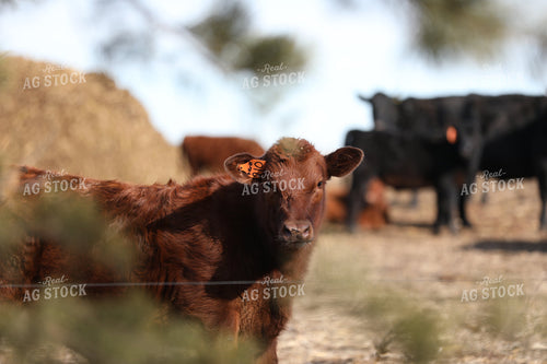 Calf 305001