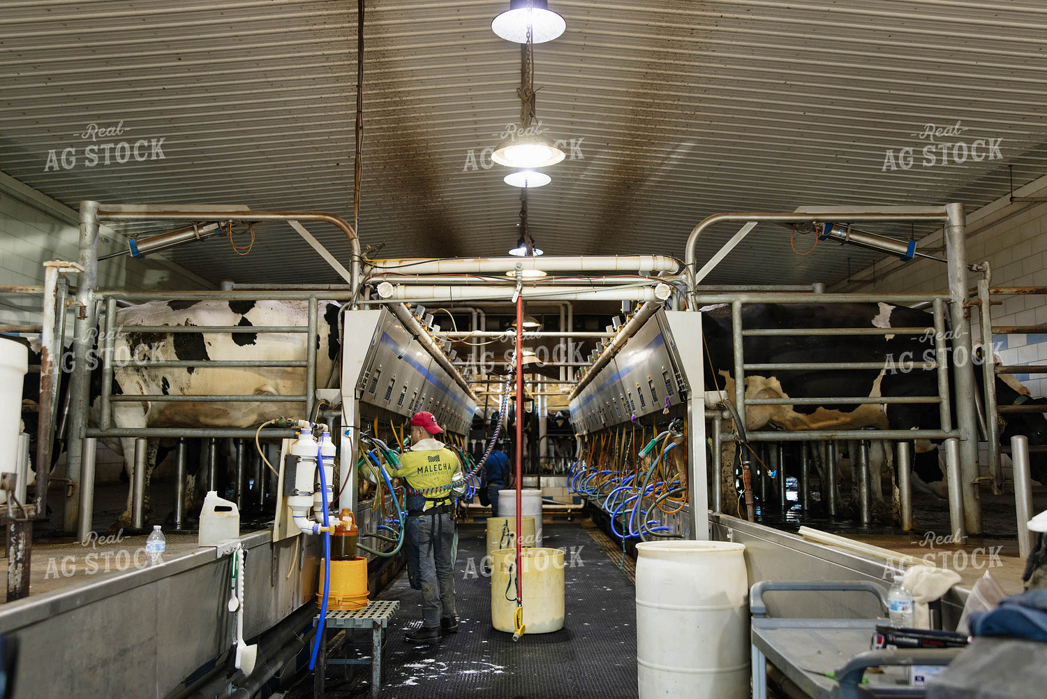 Milking Parlor 152743