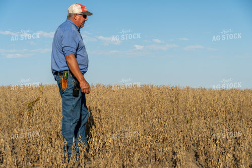 Farmer in Hail Damaged Soybean Field 65077