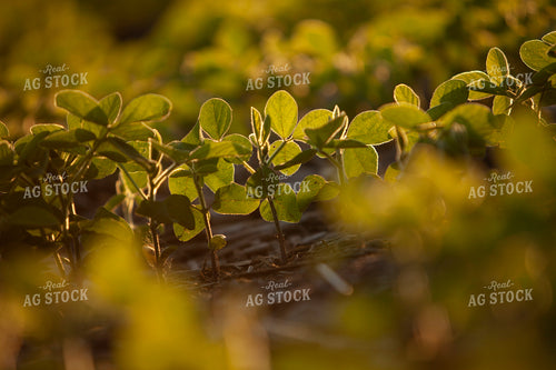 Soybeans - Mid-Season 1498