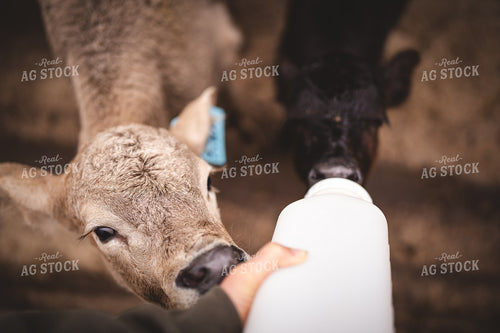 Bottle Calves 196013
