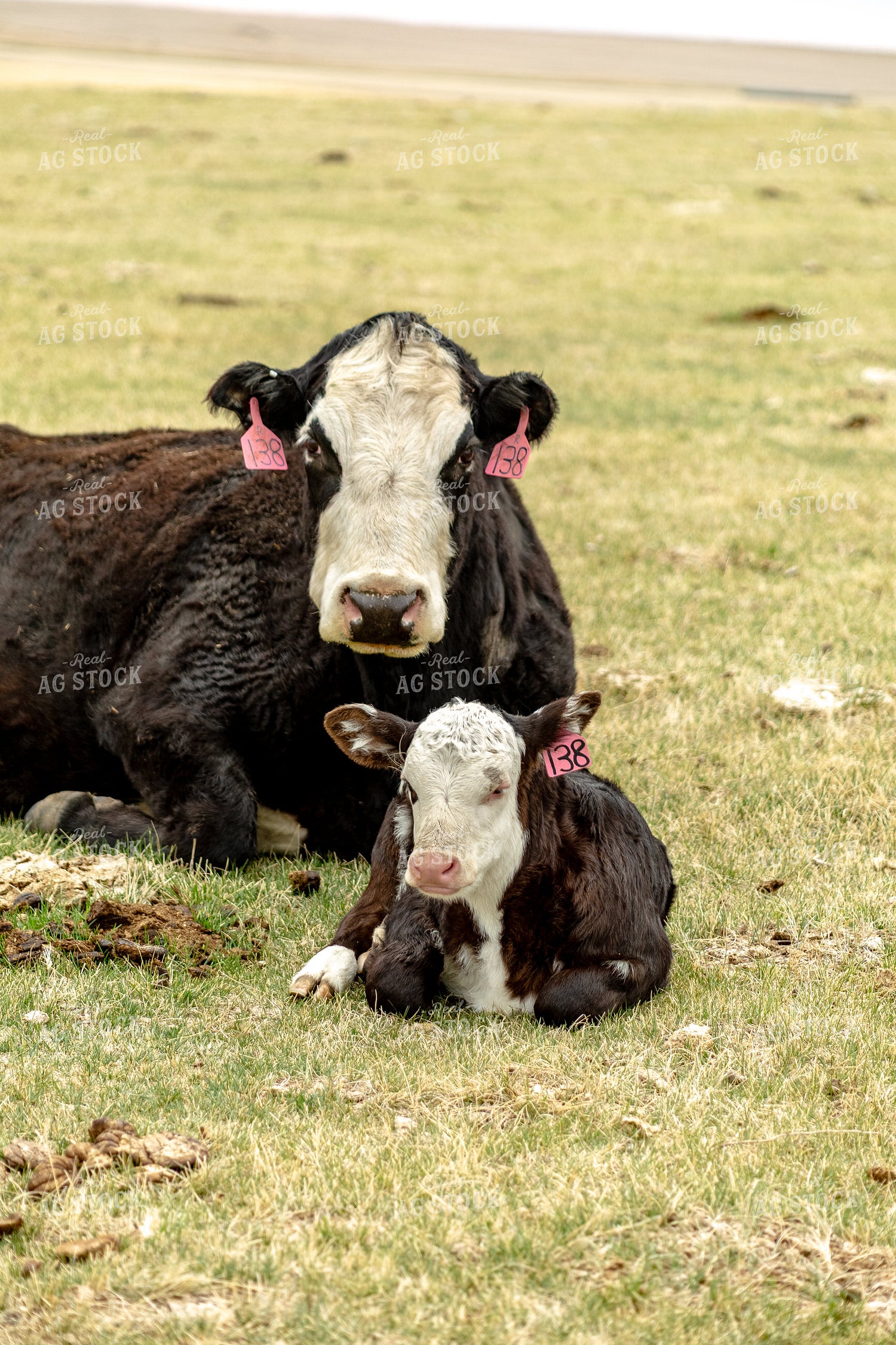 Black Baldy Cow Calf Pair 155709