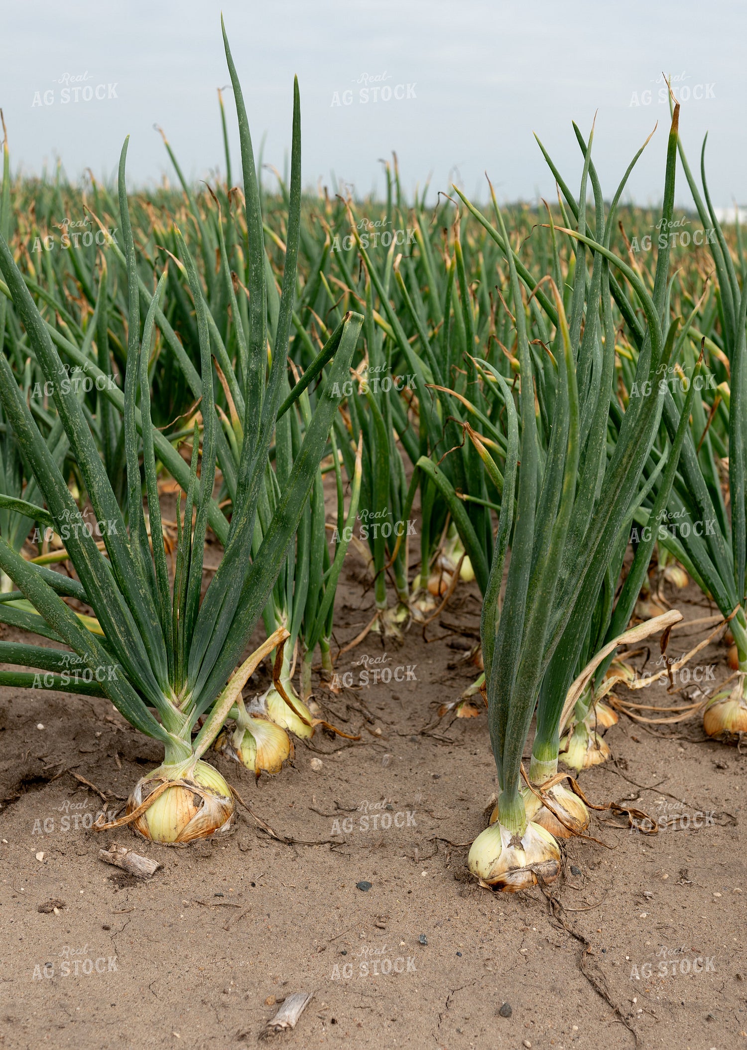Onion Field 185146