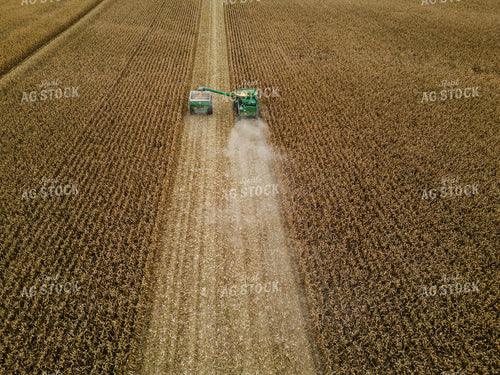 Corn Harvest 115099