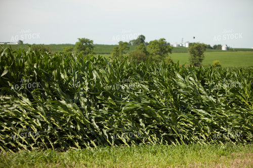 Corn - Mid-Season 1217