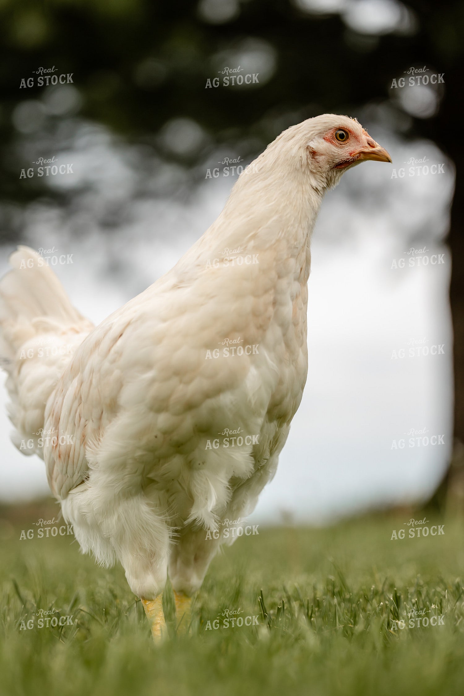 Pullet Laying Chicken 104090