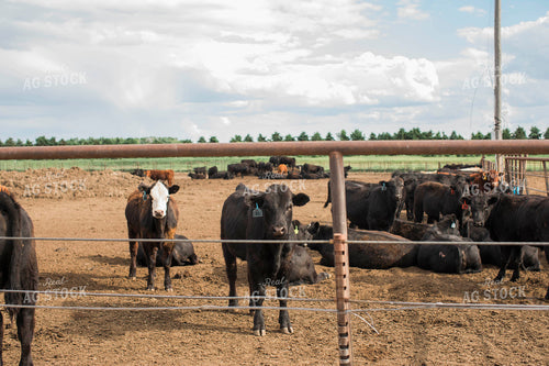 Feedyard 2992