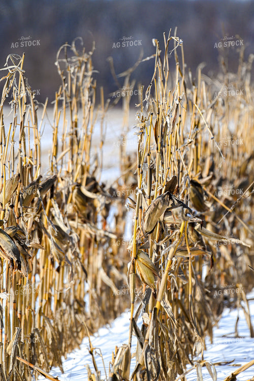 Corn Standing in Snow 166028