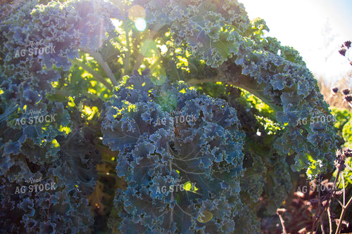 Kale 50207