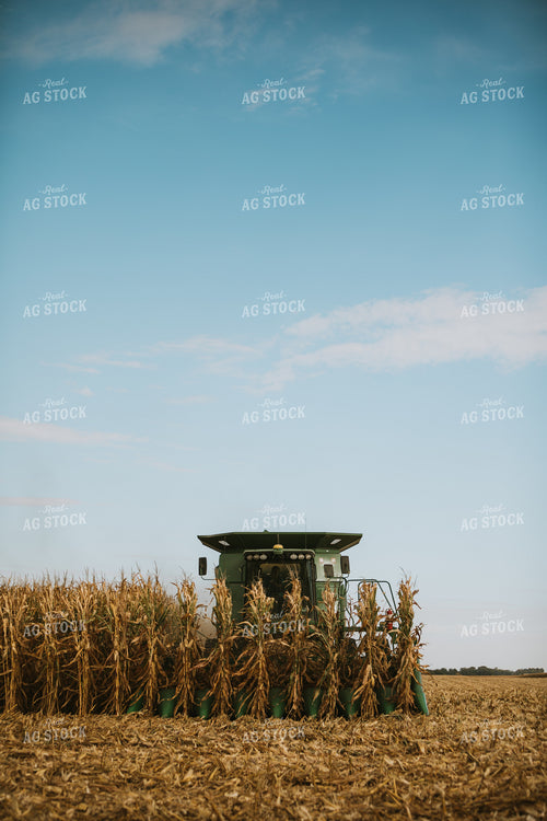 Corn Harvest 6557