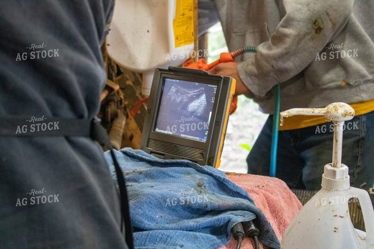 Preg Checking Cattle 214274
