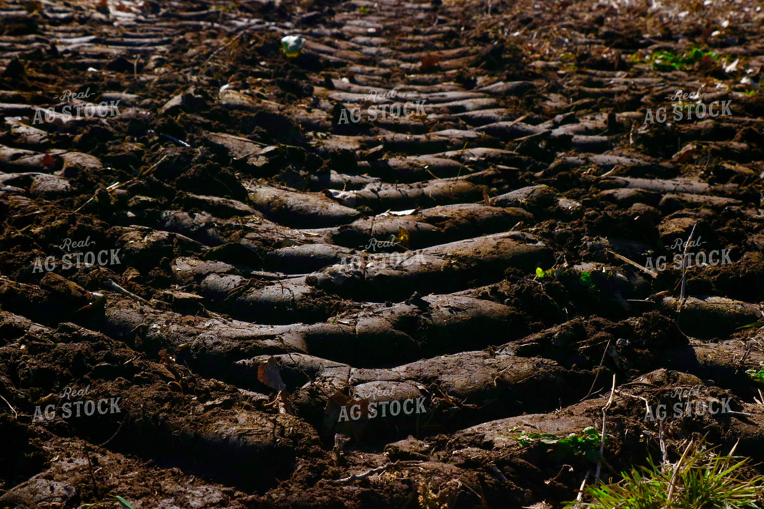 Tire Tracks in Mud 299278