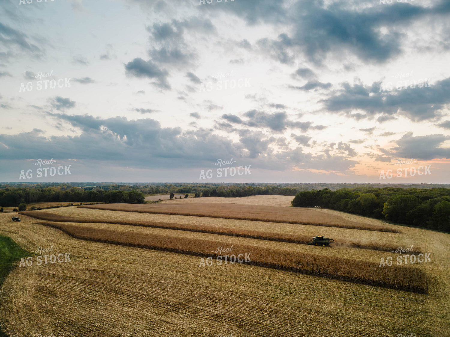 Corn Harvest 115113