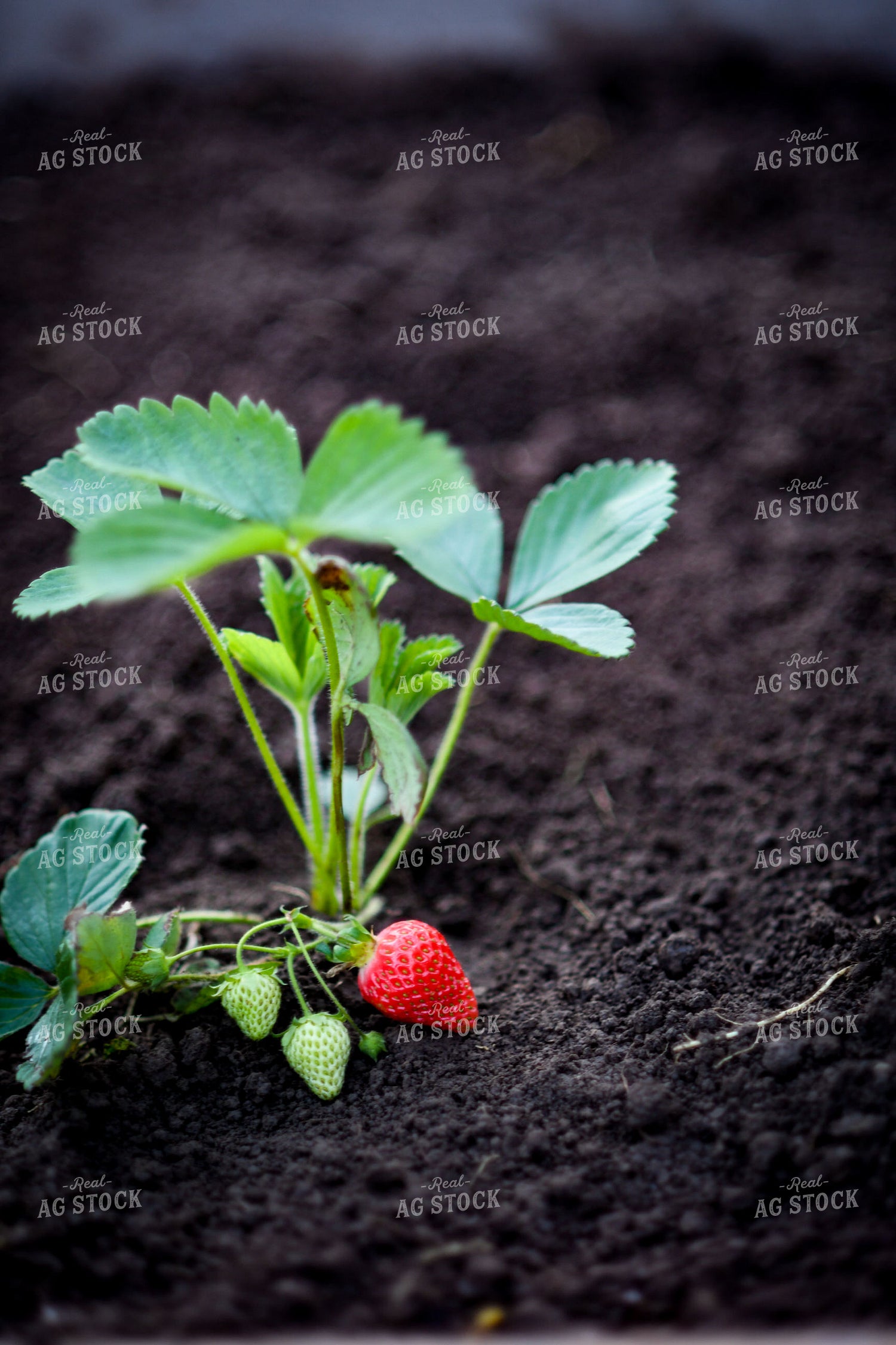Strawberry Plant 191082