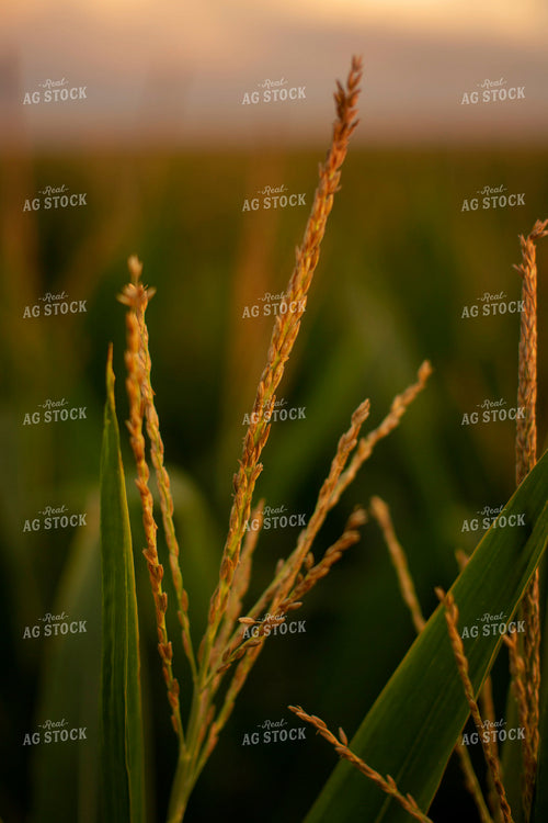 Corn - Mid-Season 2303