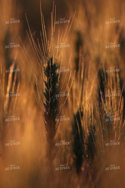 Wheat Head 139014