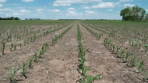 Fly Over of Corn Field 65156
