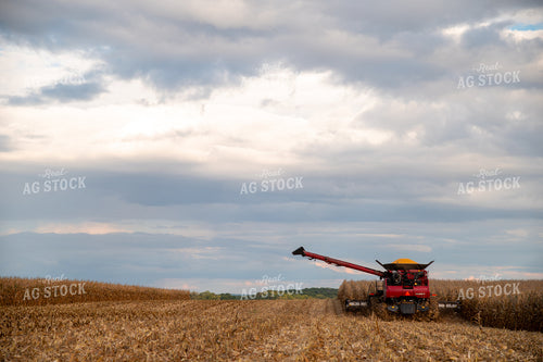 Combine Harvesting Corn 25567