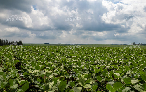 Mid-Season Soybeans 92014