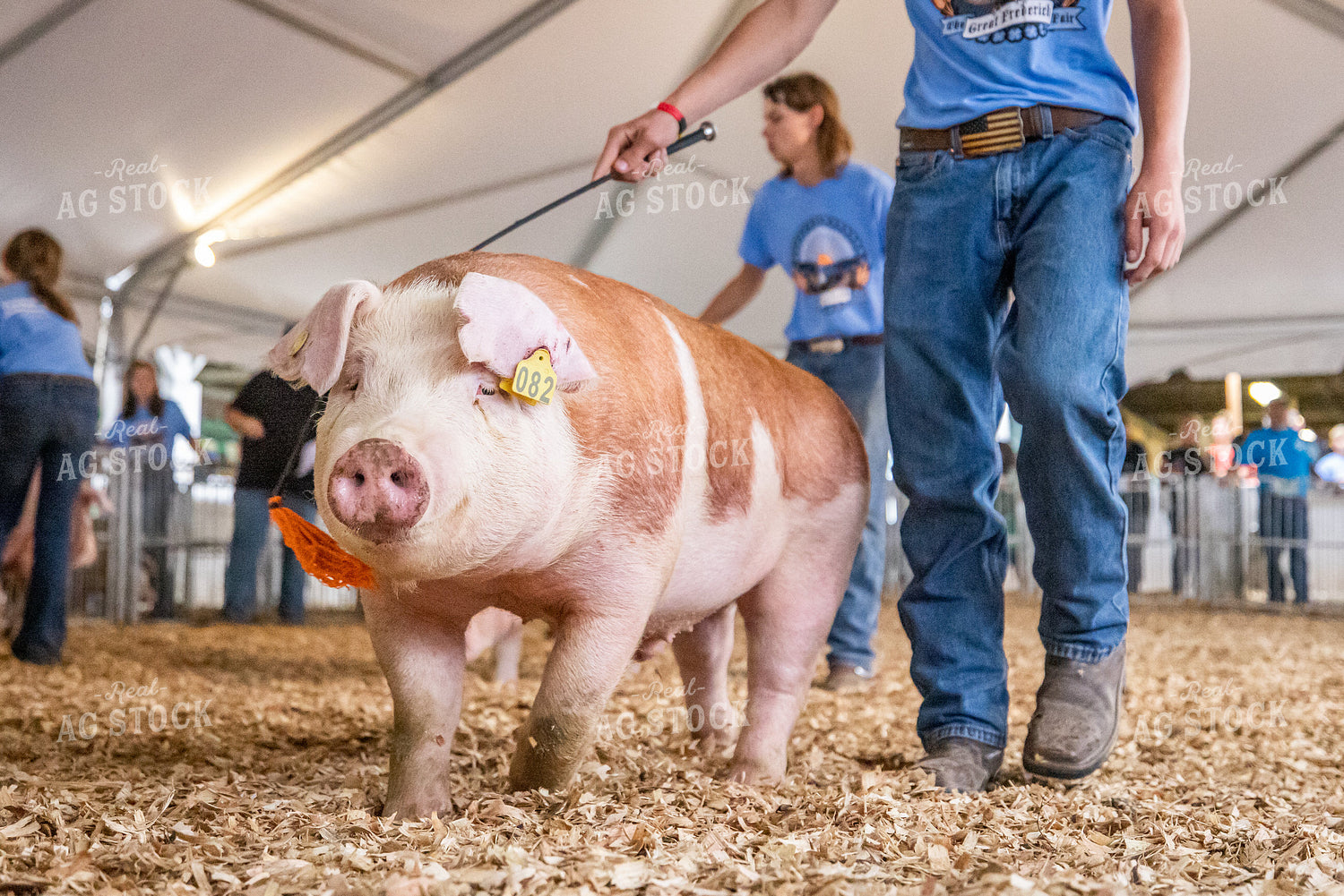 Showing Pigs 270095