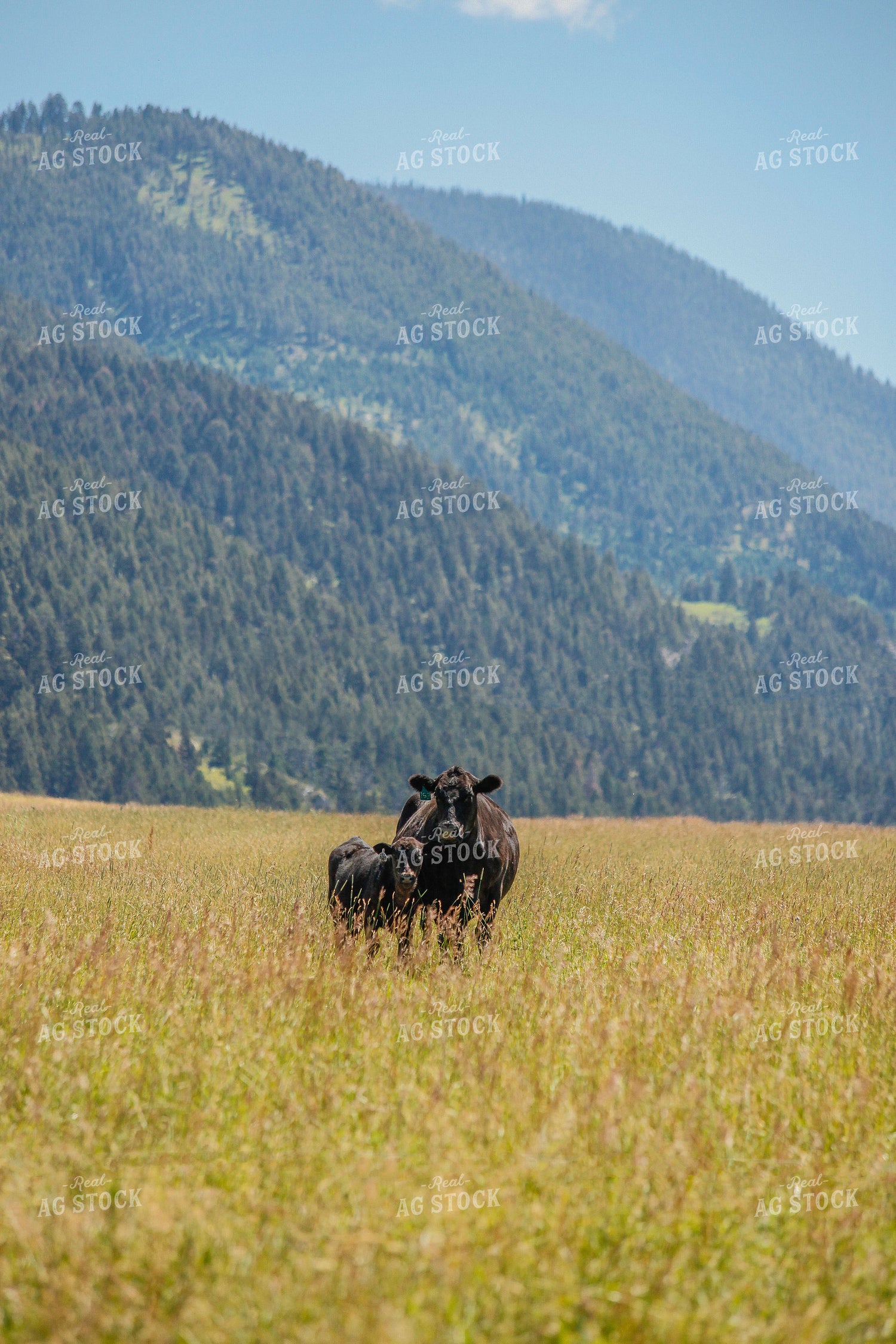 Angus Cow in Pasture 81005