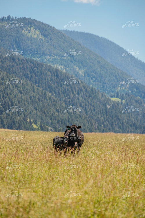 Angus Cow in Pasture 81005