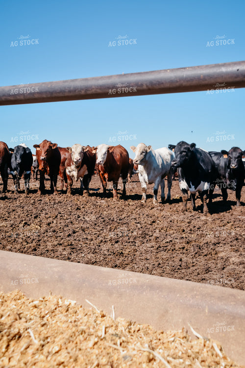 Diverse Cattle in Feedlot Pen 56458