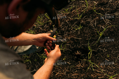 Farmer Scouting Sugar Beets 204010