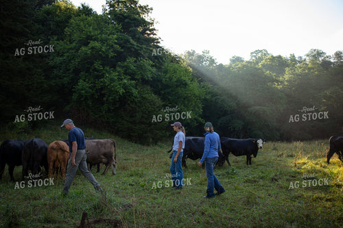 Cattle Producers Checking Herd on Pasture 268417
