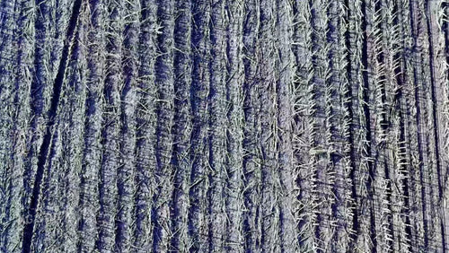 Overhead of Planting 239070