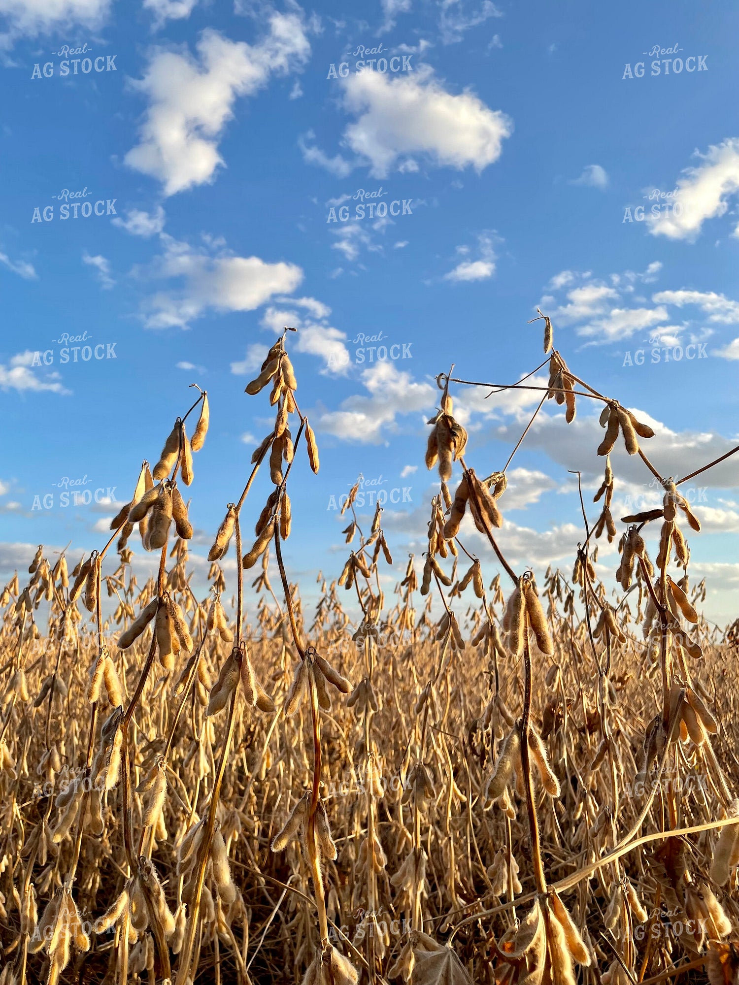 Dried Soybeans 277005