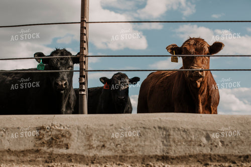 Feedyard 3017