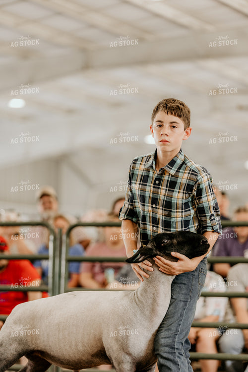 Farm Kid Showing Sheep 52509