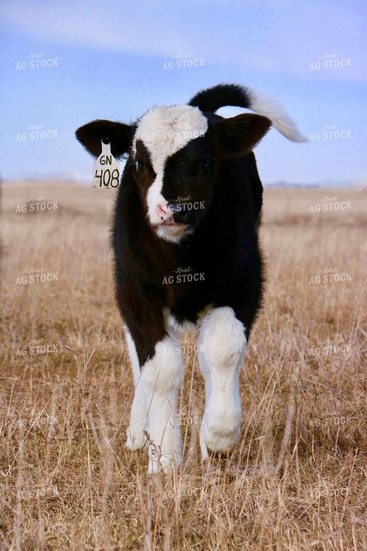 Crossbred Calf 299111
