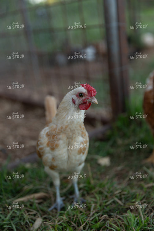 Chicken 205048