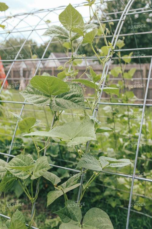 Backyard Gardening 162050